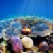 coral reef, coral, reef, fish, underwater, sunlight
