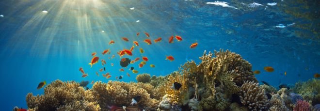 coral reef, coral, reef, fish, underwater, sunlight