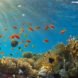 coral reef, coral, reef, fish, underwater, sunlight