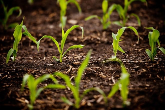crops, corn, crops growing, farming, growing crops