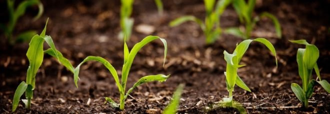 crops, corn, crops growing, farming