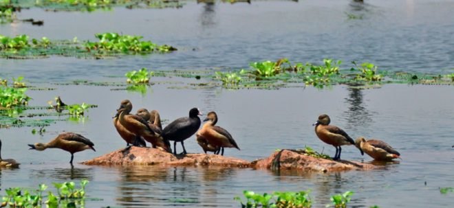 East Kolkata Wetlands, ducks, wildlife