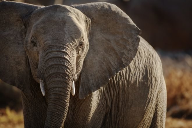 elephant, African elephant, male elephant