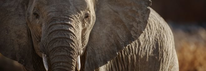 elephant, African elephant, male elephant