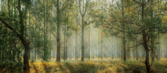 benefits of forest bathing, walking in nature, mental health benefits of forest bathing, health benefits of forest bathing, where to forest bathe, Japanese forest bathing