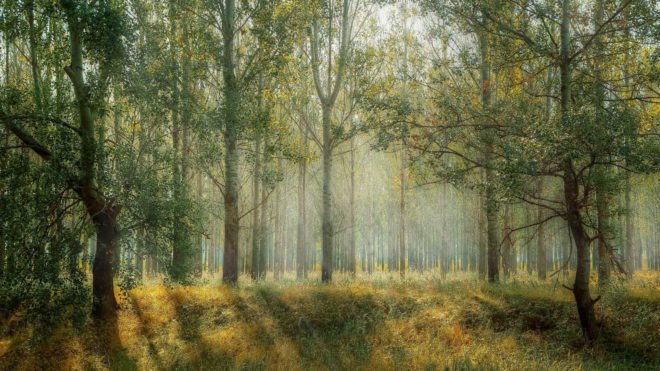 benefits of forest bathing, walking in nature, mental health benefits of forest bathing, health benefits of forest bathing, where to forest bathe, Japanese forest bathing