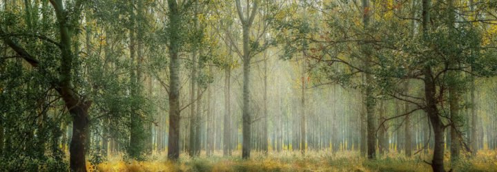 benefits of forest bathing, walking in nature, mental health benefits of forest bathing, health benefits of forest bathing, where to forest bathe, Japanese forest bathing