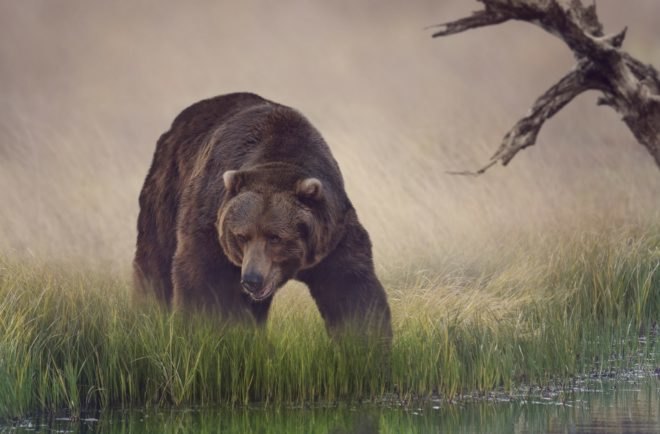 grizzly bear, bear, grizzly bear pond, pond
