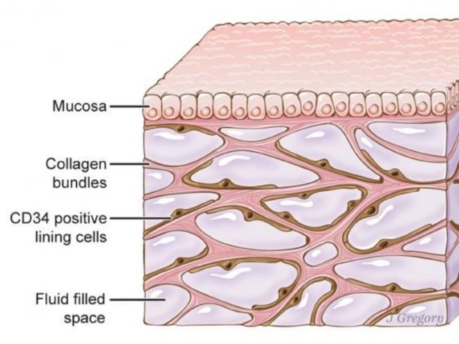 new organ, organ, human body, human organ, diagram, interstitium, interstitium diagram