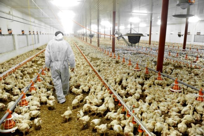 chickens, chicken farm, poultry farm