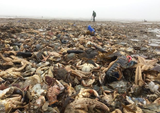 dead sea creatures, mass die-off sea creatures, United Kingdom beaches, United Kingdom coast, United Kingdom shoreline, United Kingdom dead sea creatures