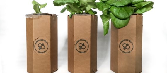 Three food plants growing from cardboard chambers