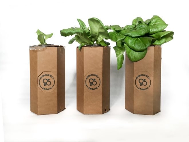 Three food plants growing from cardboard chambers