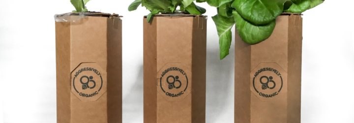 Three food plants growing from cardboard chambers