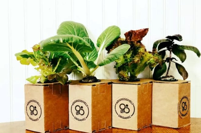 Several food plants in cardboard chambers grow on a wooden table