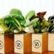 Several food plants in cardboard chambers grow on a wooden table