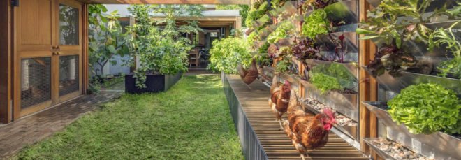 Aquas Perma Solar Firma, CplusC Architectural Workshop, green renovation, carbon-positive house, vertical gardens, solar power, rainwater collection, courtyard, aquaponics, vegetable garden, urban farming, green architecture, Sydney
