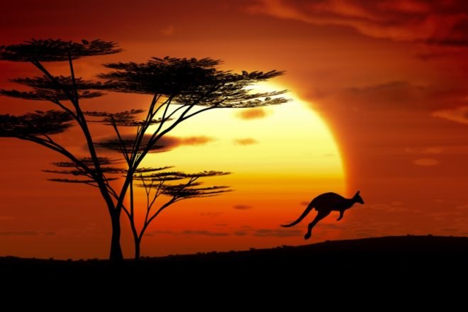Australia, sun, sunset, kangaroo, trees, landscape