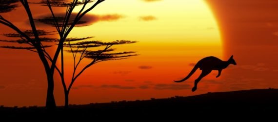 Australia, sun, sunset, kangaroo, trees, landscape