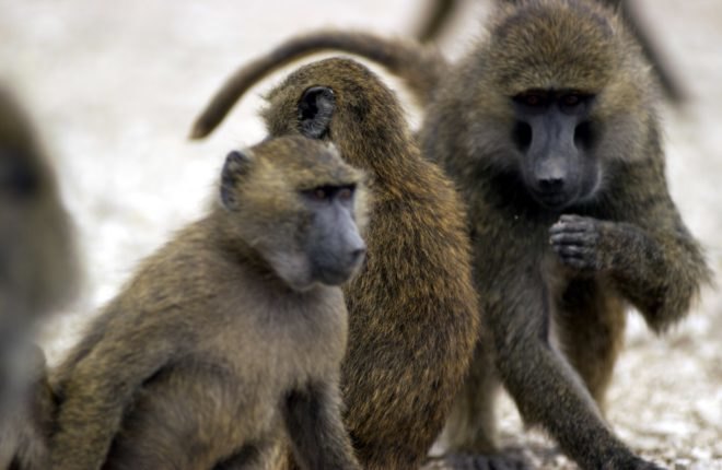 Texas Biomedical Research Institute, baboon, baboons, primate, primates, animal, animals