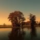 bayou, marsh, Louisiana