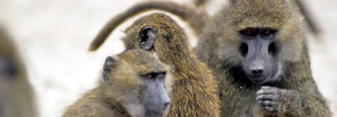 Texas Biomedical Research Institute, baboon, baboons, primate, primates, animal, animals