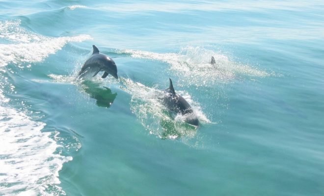 Bottlenose dolphins in Biscayne Bay, Florida
