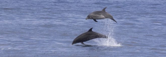 Common bottlenose dolphins jump into the air near the Channel Islands off the California coast