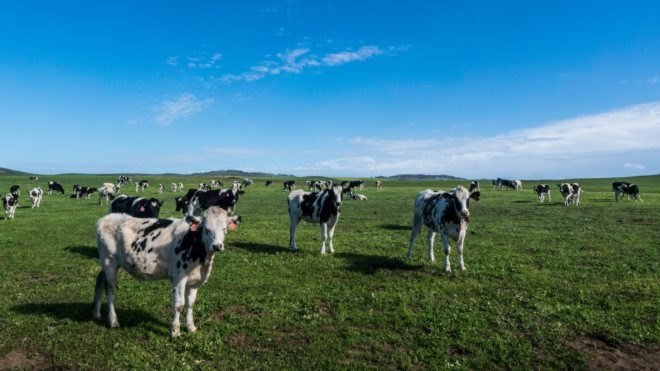 Dairy cows stand in a green field under a blue sky in Inverness, California