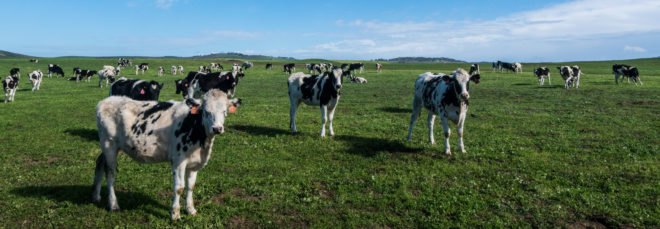 Dairy cows stand in a green field under a blue sky in Inverness, California