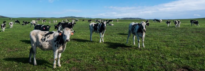 Dairy cows stand in a green field under a blue sky in Inverness, California