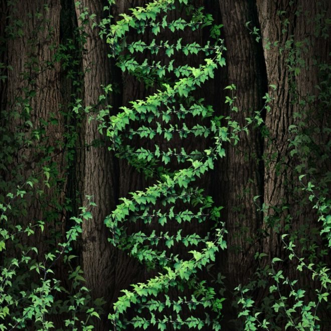 A plant trimmed in the shape of a double helix.