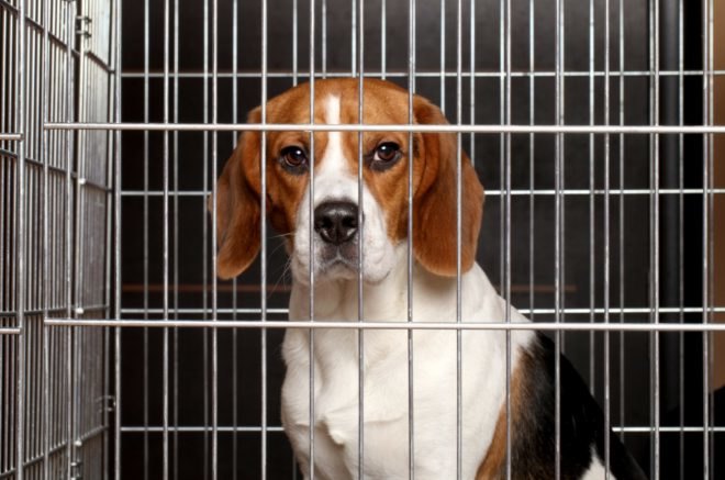 A beagle dog is locked in a cage
