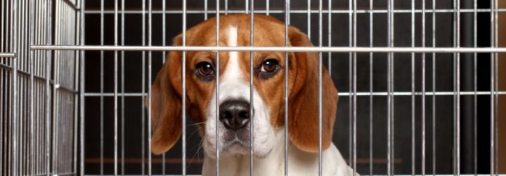 A beagle dog is locked in a cage
