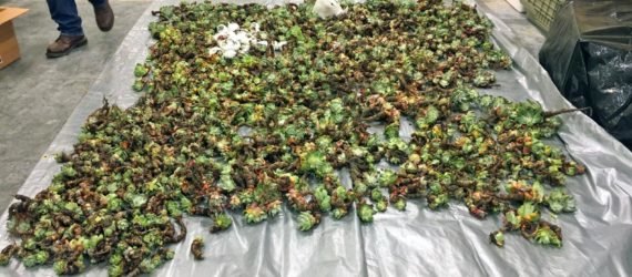 Dudleya succulent plants spread out on a tarp