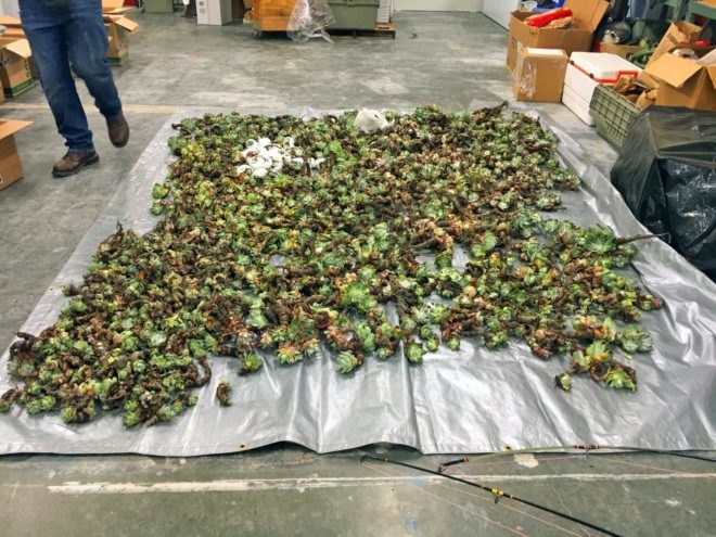 Dudleya succulent plants spread out on a tarp