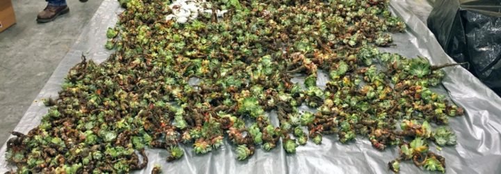 Dudleya succulent plants spread out on a tarp