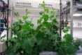 EDEN-ISS, indoor garden, indoor farming, plants, produce, agriculture, crops