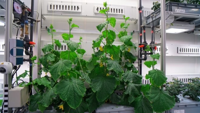 EDEN-ISS, indoor garden, indoor farming, plants, produce, agriculture, crops
