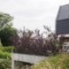 MILU by Qatarchitecten, green roof concrete extension, MILU house in Ghent, Ghent renovation and extension, board formed concrete extension, board formed concrete structural walls, operable glass garden backyard doors,