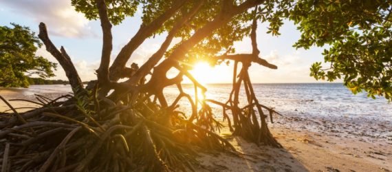 Mangrove, mangroves, mangrove tree, mangrove trees, plants, trees, Florida