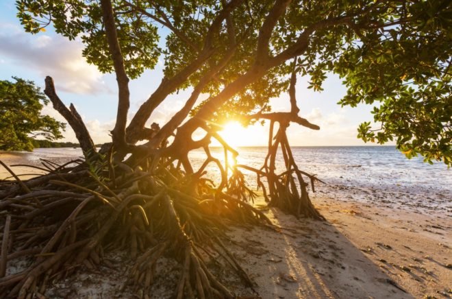 Mangrove, mangroves, mangrove tree, mangrove trees, plants, trees, Florida