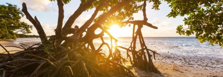 Mangrove, mangroves, mangrove tree, mangrove trees, plants, trees, Florida