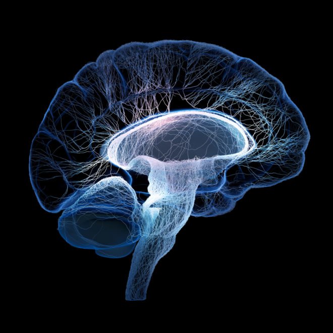 brain, organoid, brains, brain balls
