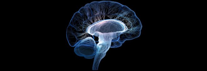 brain, organoid, brains, brain balls