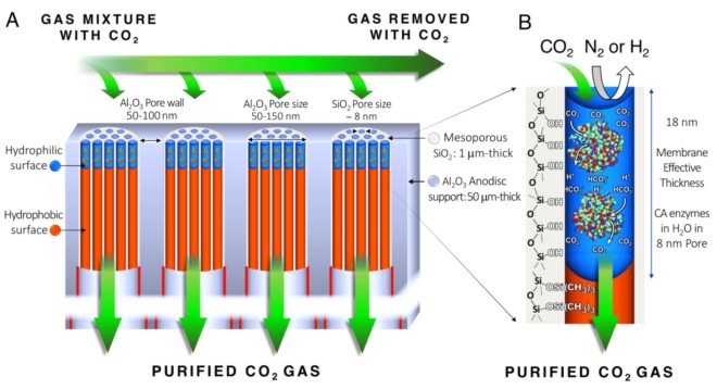 A detailed diagram of a carbon-capturing membrane.