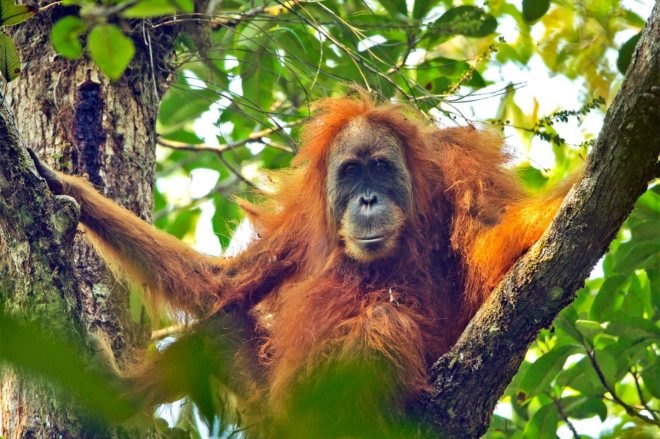 Orangutan sitting in a tree