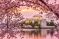 Washington DC, Tidal Basin, Jefferson Memorial, spring, cherry blossoms, cherry blossom
