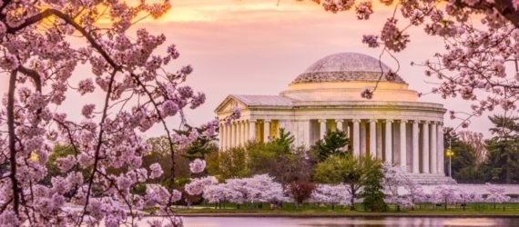 Washington DC, Tidal Basin, Jefferson Memorial, spring, cherry blossoms, cherry blossom