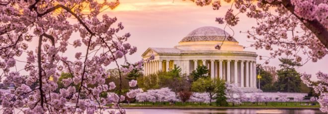Washington DC, Tidal Basin, Jefferson Memorial, spring, cherry blossoms, cherry blossom